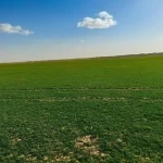 ربيع رفحاء يكسو البراري بالخضرة ويعزز جاذبيتها الطبيعية