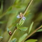 أمطار الربيع تنعش الغطاء النباتي في الحدود الشمالية وتبرز تنوعها البيئي