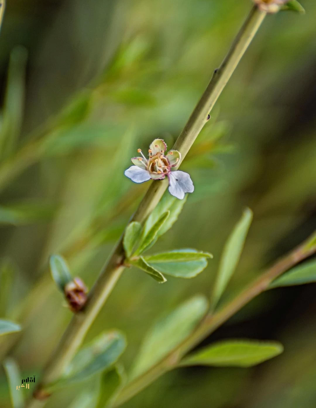 أمطار الربيع تنعش الغطاء النباتي في الحدود الشمالية وتبرز تنوعها البيئي