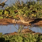زائر رشيق يزين براري المملكة بتنوعه اللوني وسلوكه الحيوي