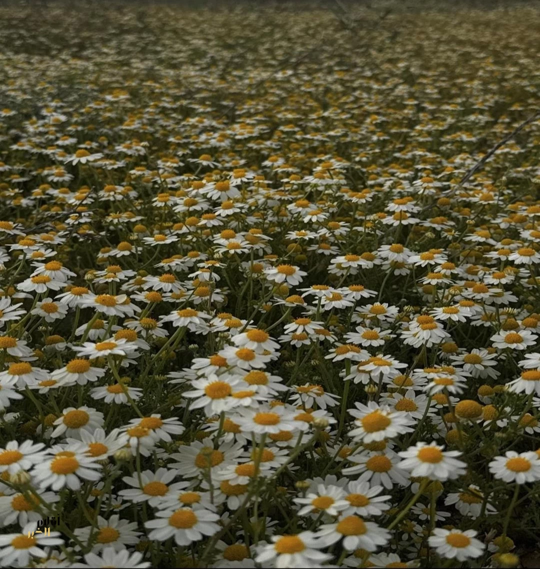 25 مليون م² من الوجهات الطبيعية الخضراء في قلب الحدود الشمالية