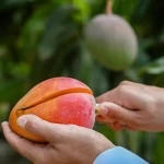 113 هكتارًا من المزارع في الباحة تنتج ما يتجاوز 1500 طن سنويًا من فاكهة