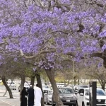 "الجاكرندا".. زهرة الربيع ورمز الجمال في أبها