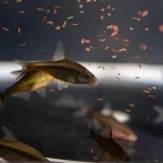 "مركز تنمية الحياة الفطرية" يُطلق أول برنامج لإكثار وإعادة توطين أسماك المياه العذبة بالتعاون مع "كاوست"