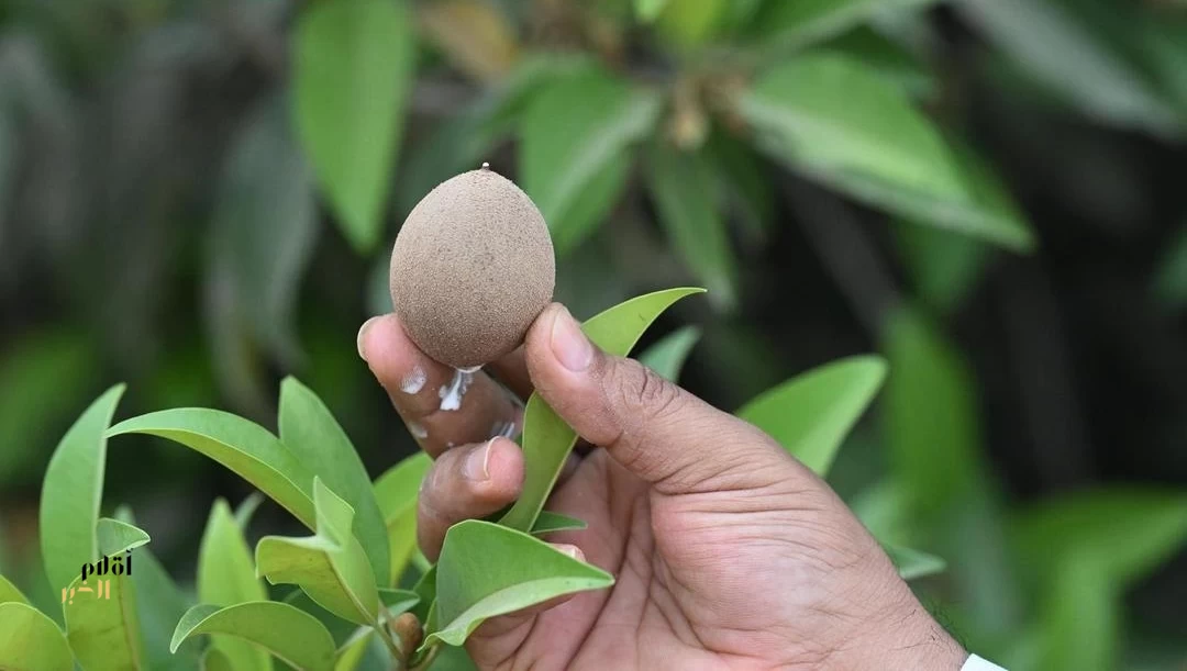 زراعة الشيكو في جازان.. محصولٌ واعدٌ يدعم الاقتصاد الزراعي