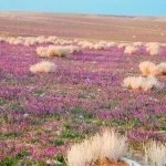 "الغطاء النباتي" يوقع عقودًا استثمارية لتطوير 3 متنزهات وطنية بمنطقتي الرياض والحدود الشمالية