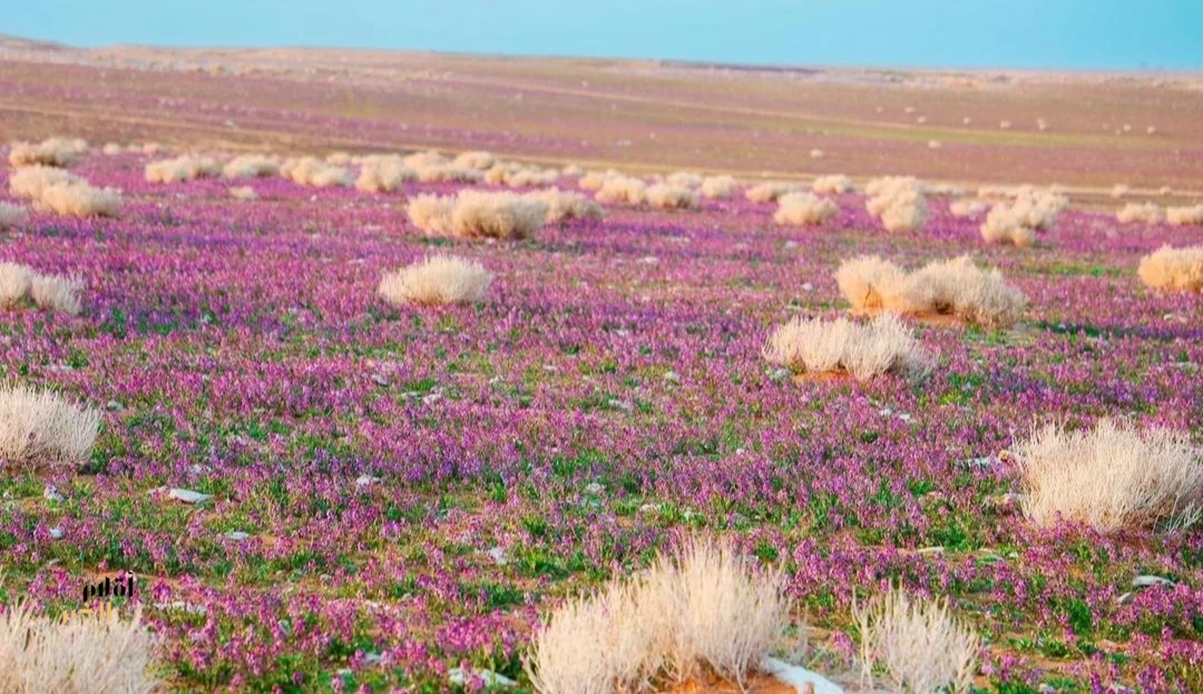 "الغطاء النباتي" يوقع عقودًا استثمارية لتطوير 3 متنزهات وطنية بمنطقتي الرياض والحدود الشمالية
