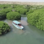 واجهة المانجروف بمدينة جيزان.. أيقونة ساحلية جديدة تُعزِّز جاذبية جازان السياحية