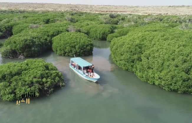 واجهة المانجروف بمدينة جيزان.. أيقونة ساحلية جديدة تُعزِّز جاذبية جازان السياحية