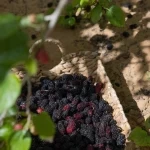 زراعة التوت.. مبادرات منزلية تنمو نحو اقتصاد أسري مستدام بالحدود الشمالية