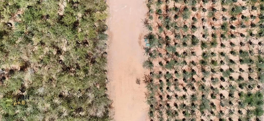 مشتل وبنك بذور العُلا يعزّزان الاستعادة البيئية بأكثر من 500 نوع نباتي