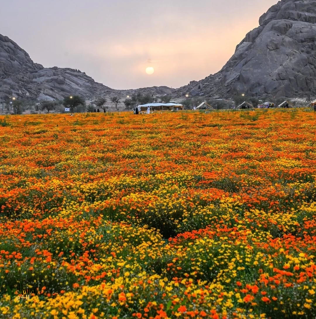 محمية توارن البرية بحائل.. تنوع طبيعي وإرث تاريخي يعززان سياحة المنطقة