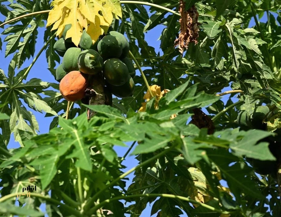زراعة البابايا في جازان.. محصول استوائي واعد يعزّز التنوع الزراعي ويدعم الاقتصاد المحلي