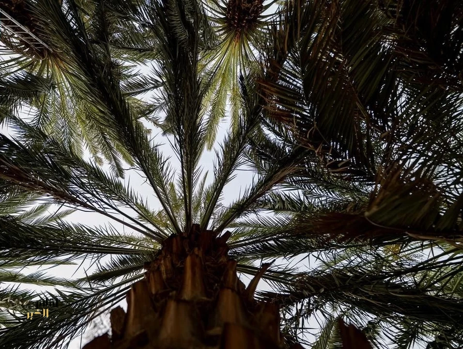 واحات شرق مكة المكرمة.. تاريخ متجذر وثراء طبيعي تصوغه المياه بين الحرّات