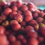 مزارع البن في جازان تتحول إلى وجهات للسياحة الريفية