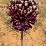 الكراث البري يزهر في القصيم.. مؤشر على تنوع الغطاء النباتي الموسمي