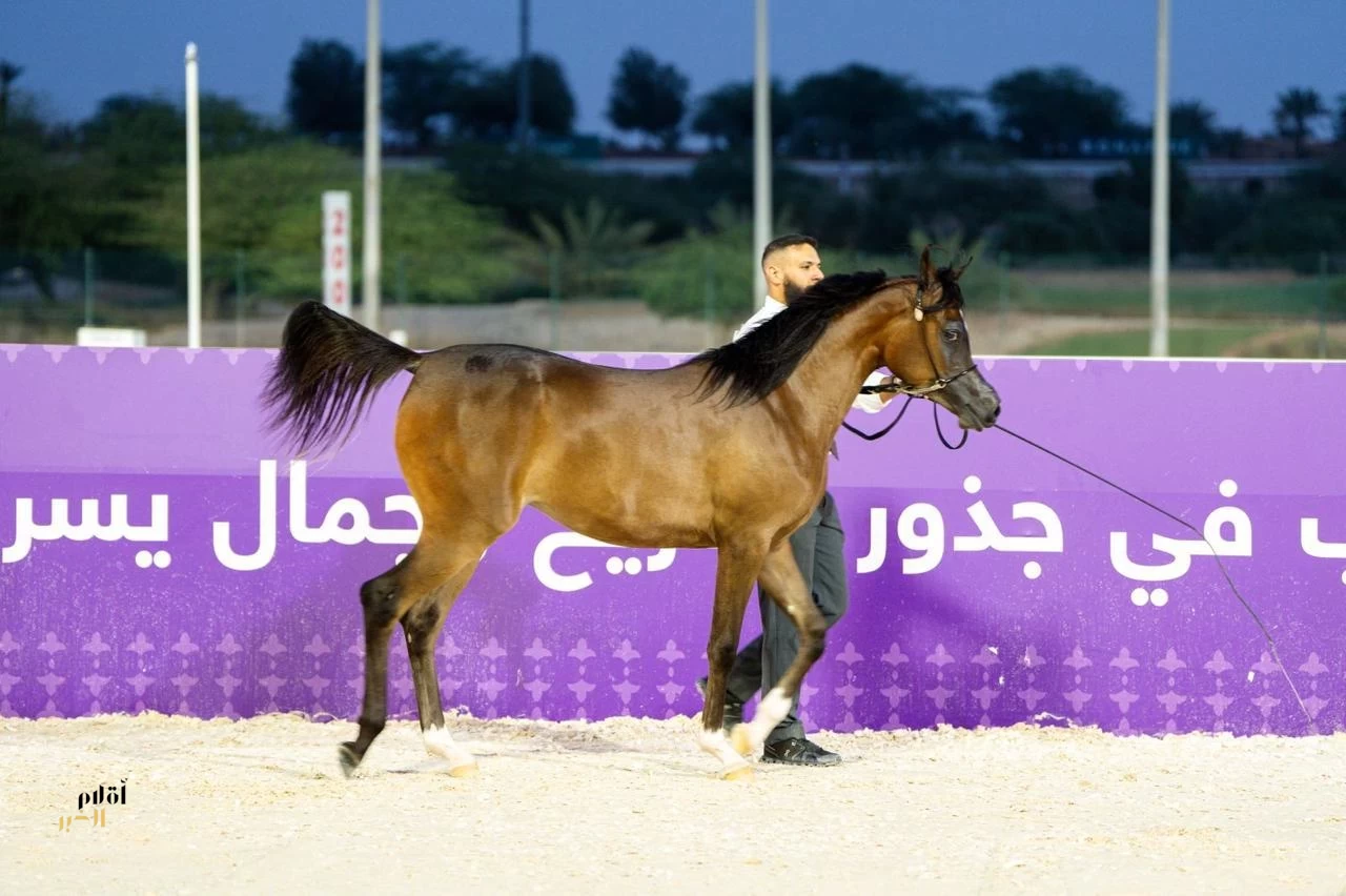 برعاية صاحب السمو الملكي الأمير بندر بن خالد الفيصل انطلاقة مهرجان بطولة العالم لخيل الجزيرة 2026