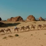 العُلا تحتفي بإرث الإبل وتعيد صياغة حضورها في المشهد الثقافي والرياضي