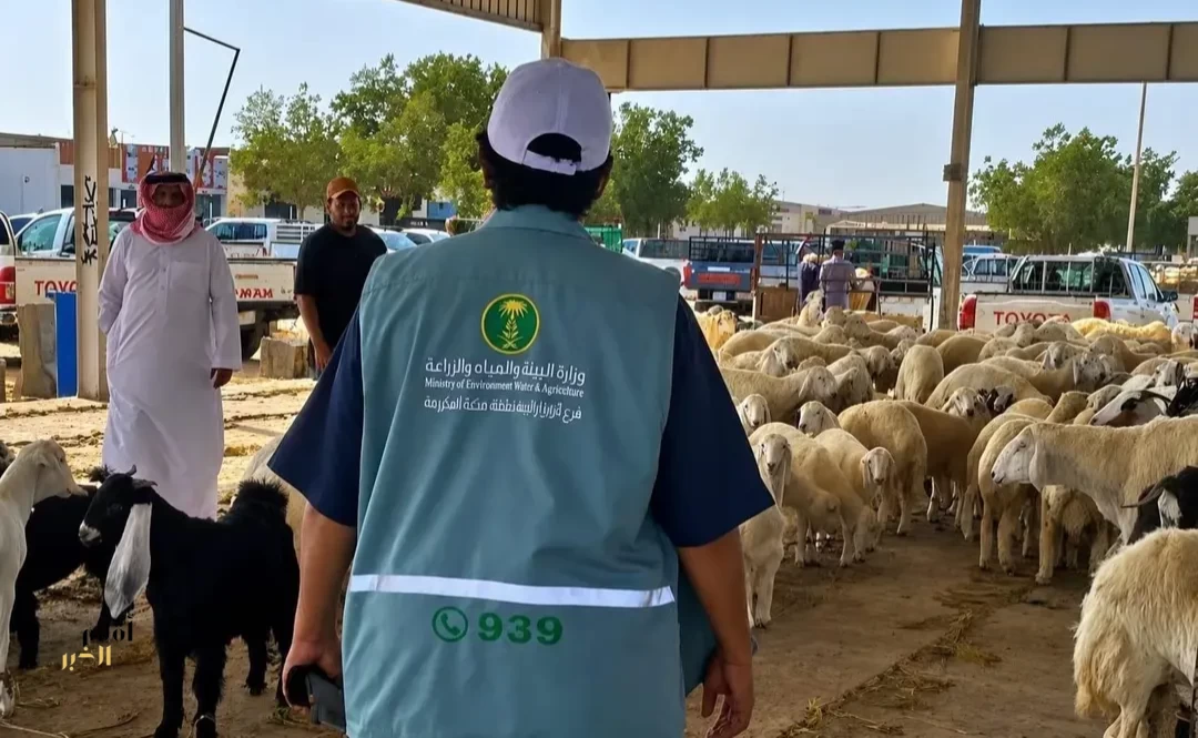 "بيئة مكة" تكثف الرقابة على أسواق الماشية لتعزيز سلامة المعروض والأمن الغذائي