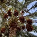 بطاقة تتجاوز 90 ألف طن سنويًّا.. محافظة الخرج من أبرز مصادر إنتاج التمور في المملكة