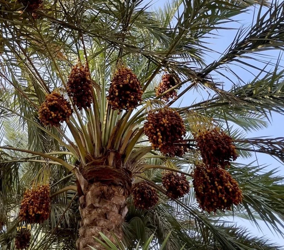 بطاقة تتجاوز 90 ألف طن سنويًّا.. محافظة الخرج من أبرز مصادر إنتاج التمور في المملكة