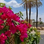 أمانة نجران تعزز المشهد الحضري بزراعة 27 ألف شجرة في الميادين والطرقات
