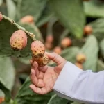 800 طن من التين الشوكي تعزز الإنتاج الزراعي في الباحة
