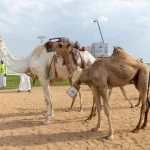 «اللقايا» ترفع سخونة منافسات مهرجان ولي العهد للهجن بـ48 شوطًا و9.4 مليون ريال