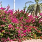 "الورد الجهنمي".. ألوان زاهية تزيّن المشهد الجمالي في القصيم