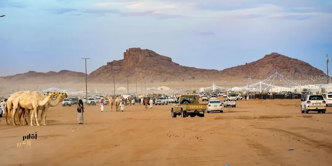 مبيعات اليوم الأول من مهرجان ضرية للإبل تتجاوز المليون وثلاثمئة ألف ريال
