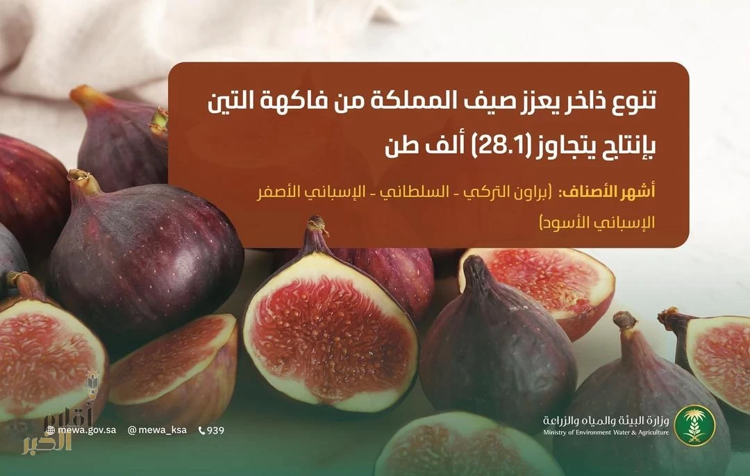 التين المحلّي.. قيمة غذائية عالية وتنوعٌ فريد يُغطي مناطق المملكة