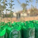 مركز الغطاء النباتي يطلق حملة تشجير بمنتزه رفحاء البري ضمن موسم التشجير الوطني 2025