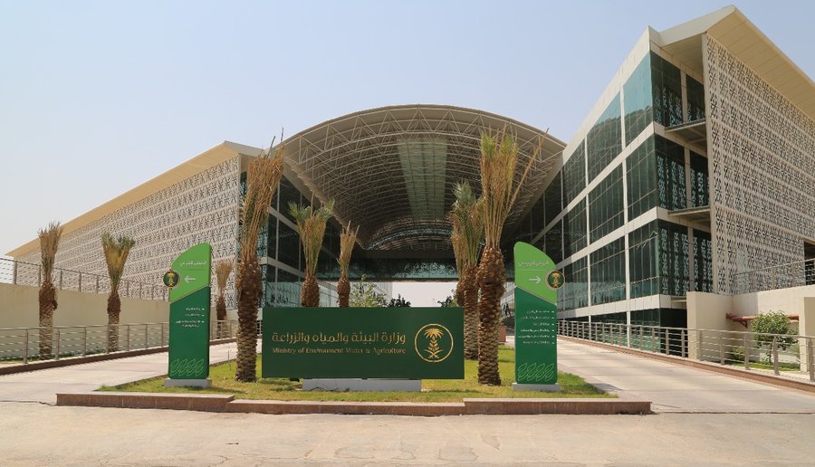 “البيئة” تعيد تأهيل ٣٩٨ شجرة بالمدينة المنورة