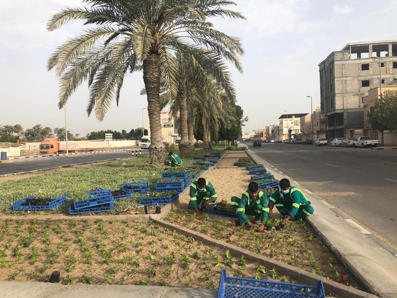 مشتل بلدية محافظة القطيف ينتج أكثر من مليونين 700 الف شتلة وزهرة