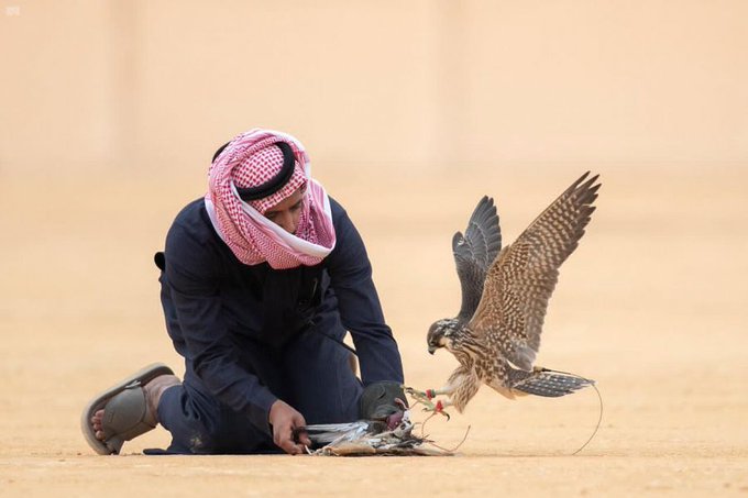  240 صقراً تتنافس بأشواط اليوم الثاني لمهرجان الملك عبدالعزيز للصقور