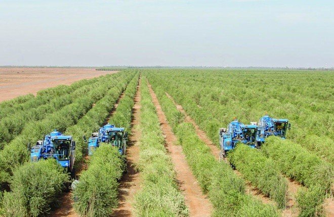 وزير الزراعة: السعودية ماضية في تحقيق الاستدامة الغذائية..