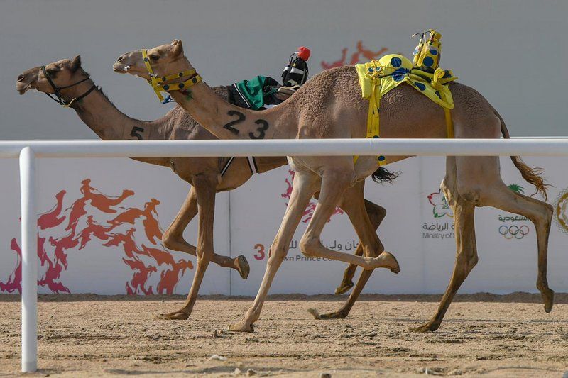 البكرة "اندفاع" تخطف نجومية مساء سادس أيام مهرجان ولي العهد للهجن