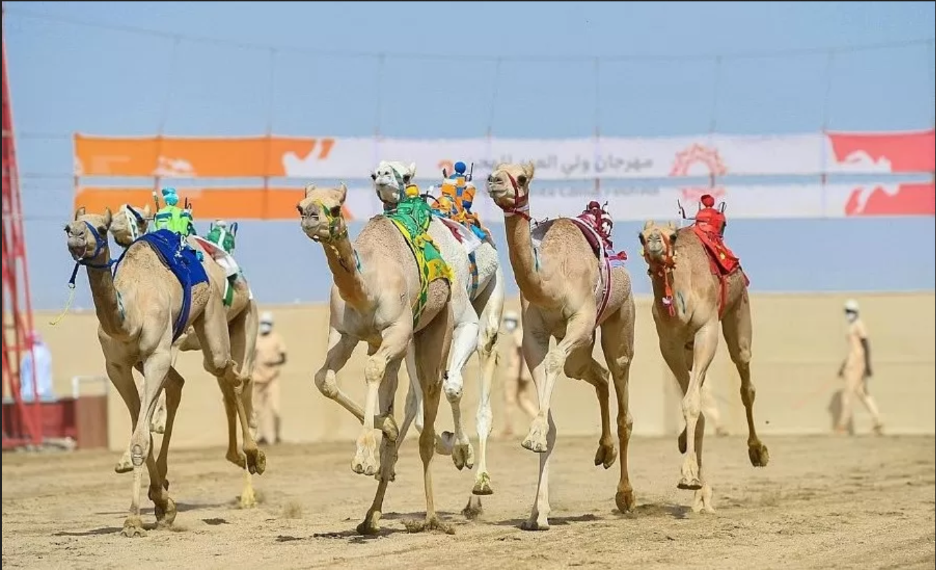 "جمايل" و "شواش" يحققان أفضل توقيت في ثاني أيام مهرجان ولي العهد للهجن الثالث