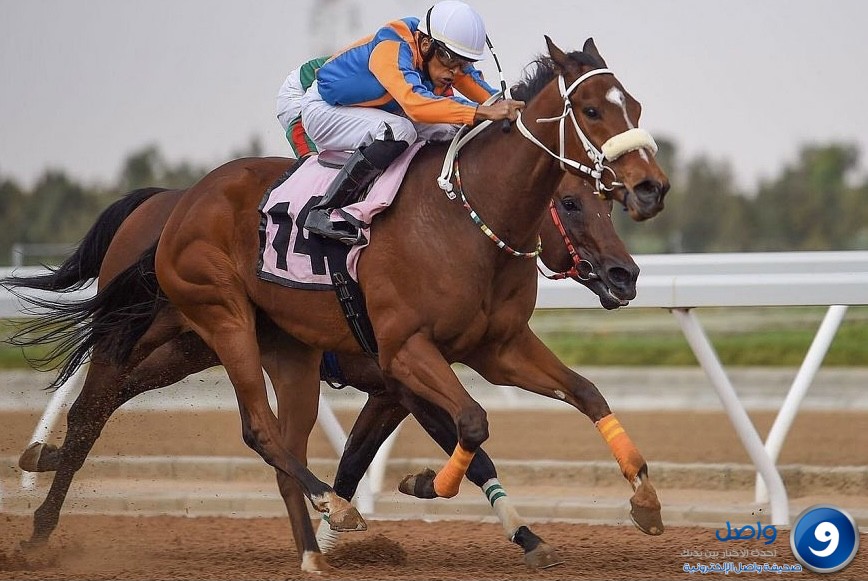 نادي سباقات الخيل للمصيف يقيم حفليه الخامس والسادس يومي الجمعة والسبت القادمين