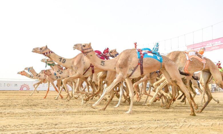 في سابع أيام نهائي مهرجان ولي العهد للهجن3 منافسة ضارية بين نخبة الحيل والزمول