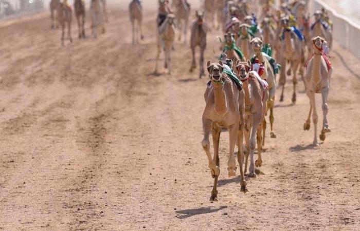 تركيب أكثر من 5 آلاف شريحة إلكترونية للمطايا بمهرجان ولي العهد للهجن بالطائف