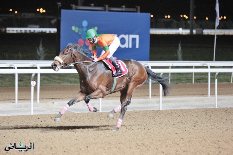 الخيل المشاركة في كأس السعودية 2022 تصل إلى الرياض غدا