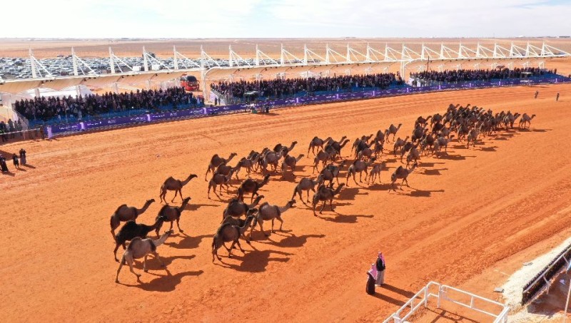 جوائز سباقات الهجن في مهرجان المؤسس الأعلى عالمياً بـ 88 مليون ريال