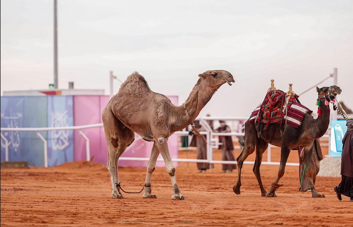 ابن لبدان والدبوس يُهيمنان على "قعدان" الشقح والحمر