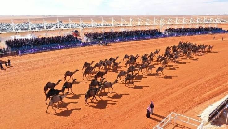 خلال 24 ساعة.. 10صفقات مليونية تشهدها أسواق الهجن في مهرجان المؤسس