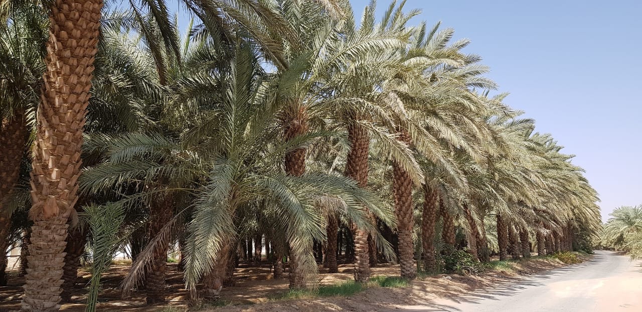النخلة في وادي الدواسر .. علاقة حياة ووجود يكشفها الماضي ويؤكّدها الحاضر