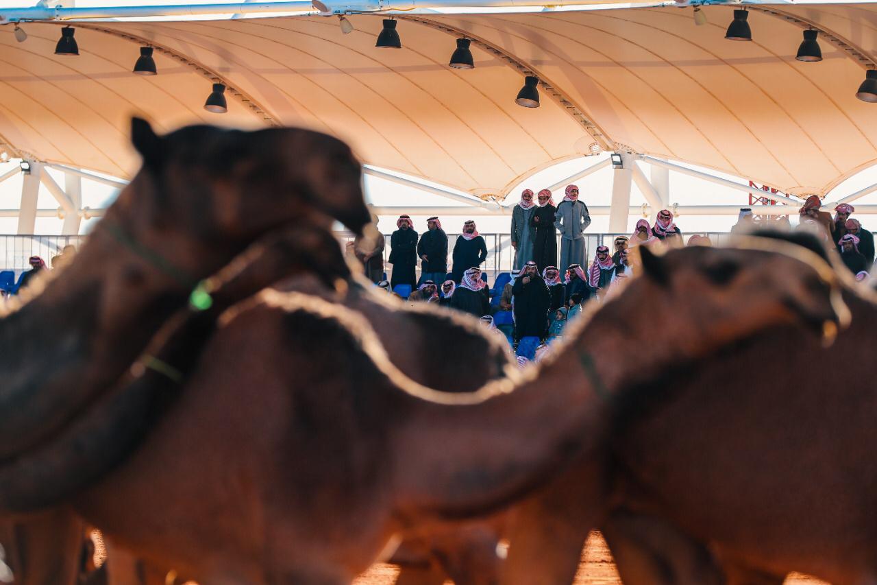 السعودية تستعد لاحتضان أكبر مهرجانات الإبل في العالم