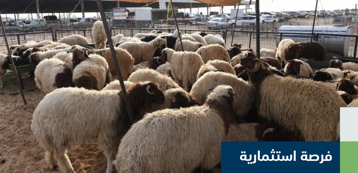 “الزراعة” تعلن عن فرص استثمارية في تربية وتسمين الأغنام في جازان