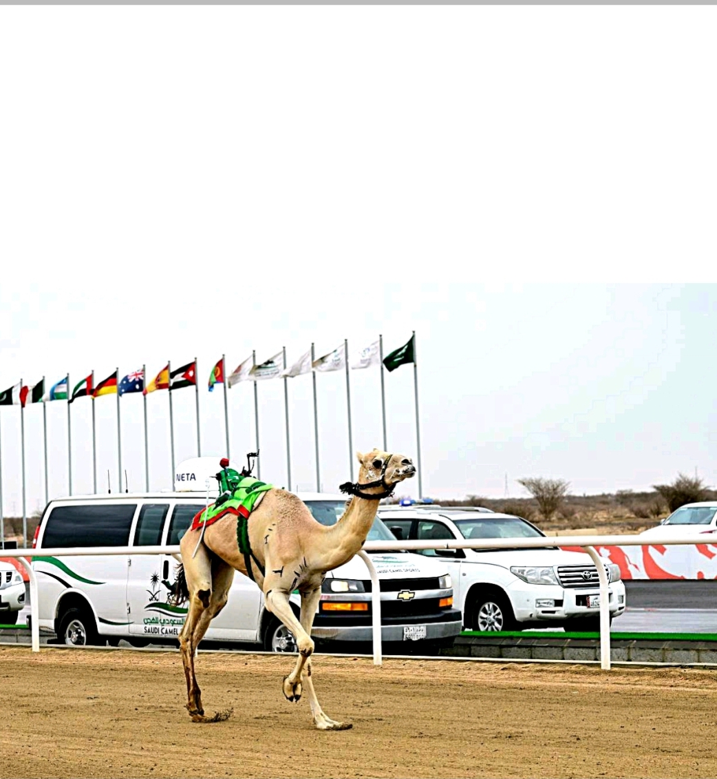 بشائر تنتزع الأسرع  وهجن الطائف تتميّز في سباقات الجذاع