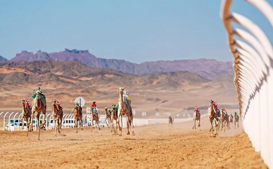 تتويج هجانة السعودية بكأس العرب في نسختها الأولى